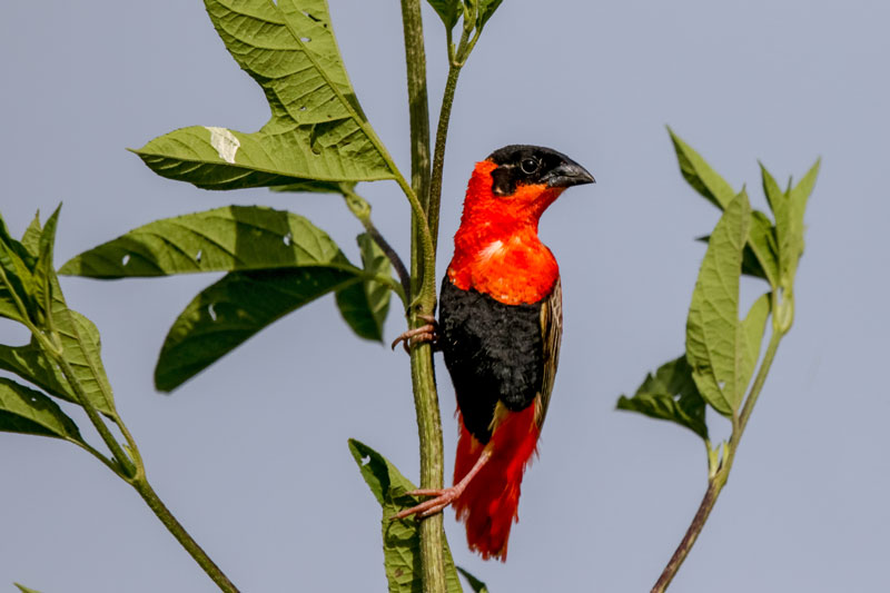 Northern Red/Orange Bishop