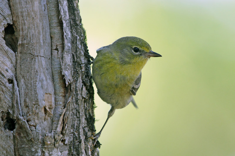 Pine Warbler