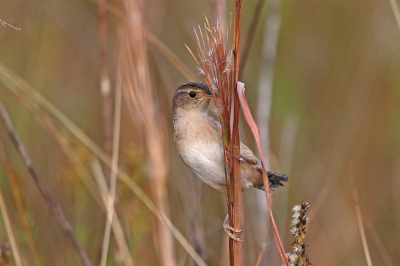 Sedge Wren