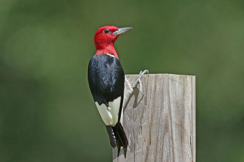 Red-headed Woodpecker