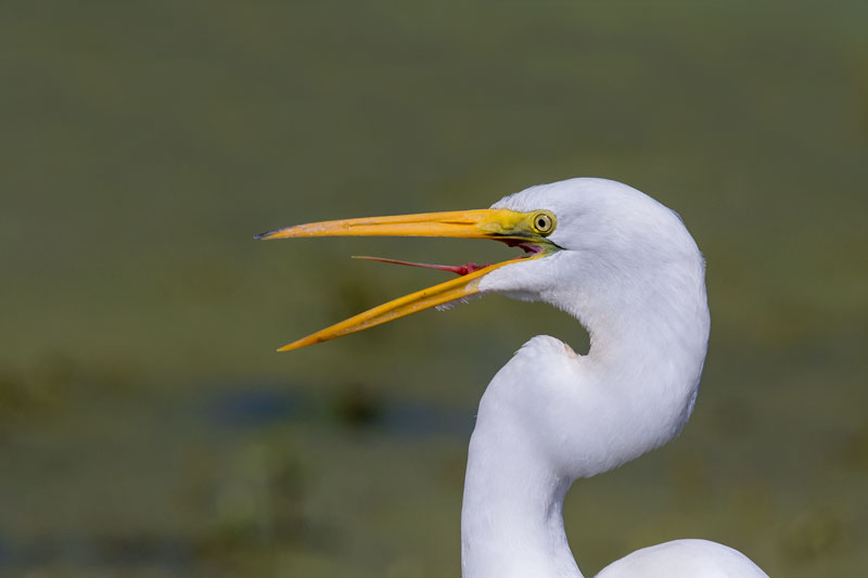 Great Egret