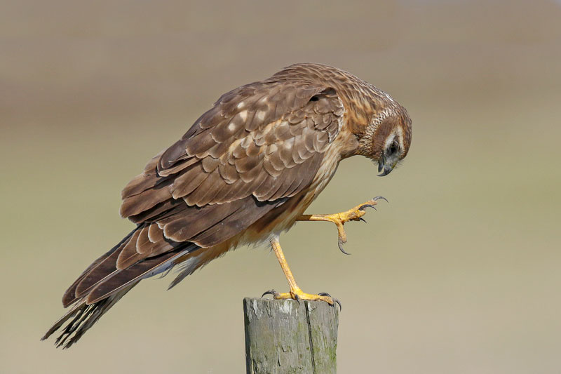 Northern Harrier