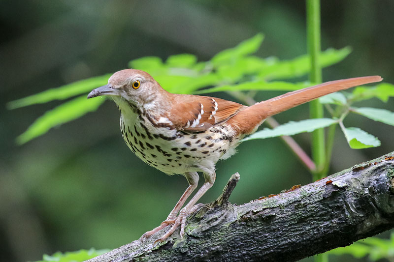 Brown-Thrasher