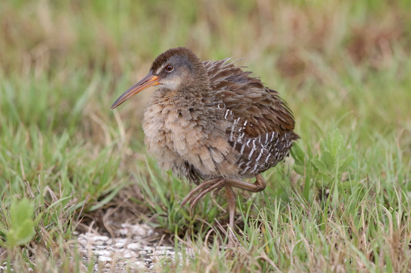 Clapper Rail