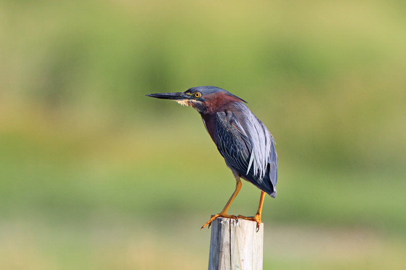 Green Heron