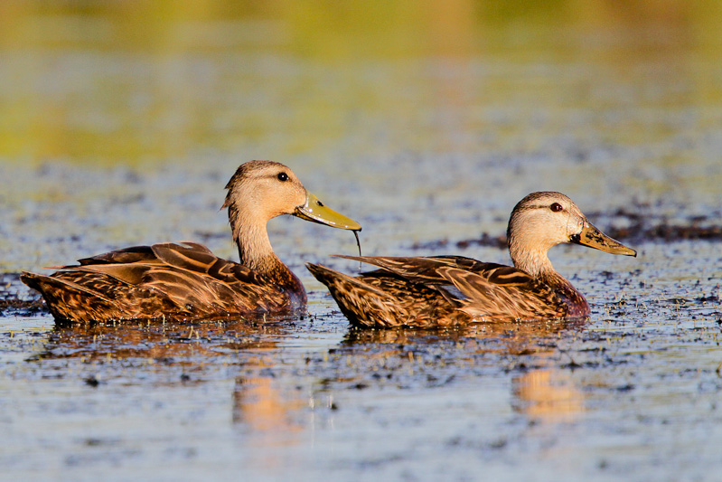 Mottled Duck