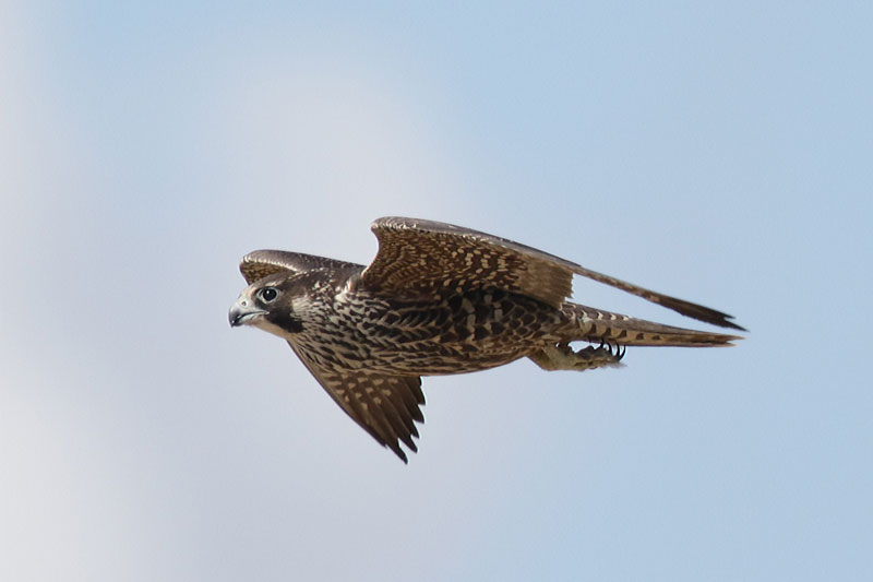 Peregrine Falcon