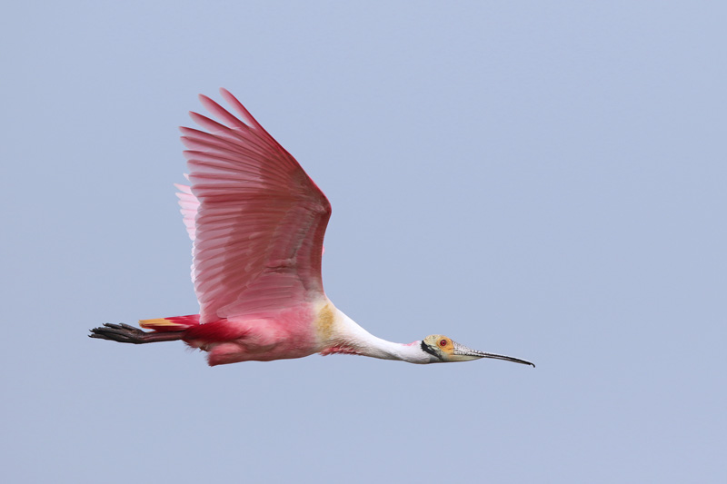 Roseate Spooonbill