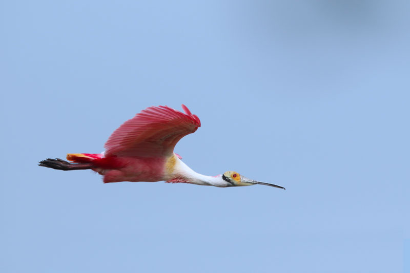 Roseate Spooonbill