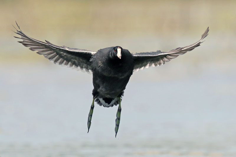 American Coot