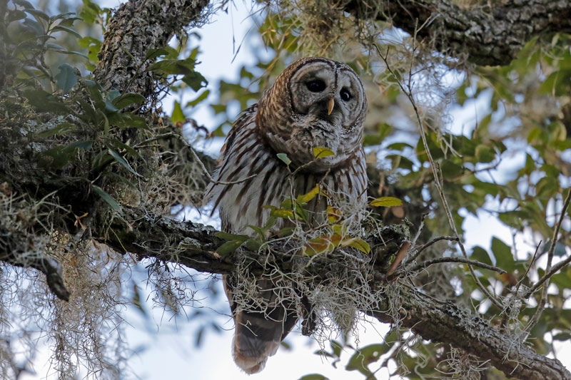 Barred Owl