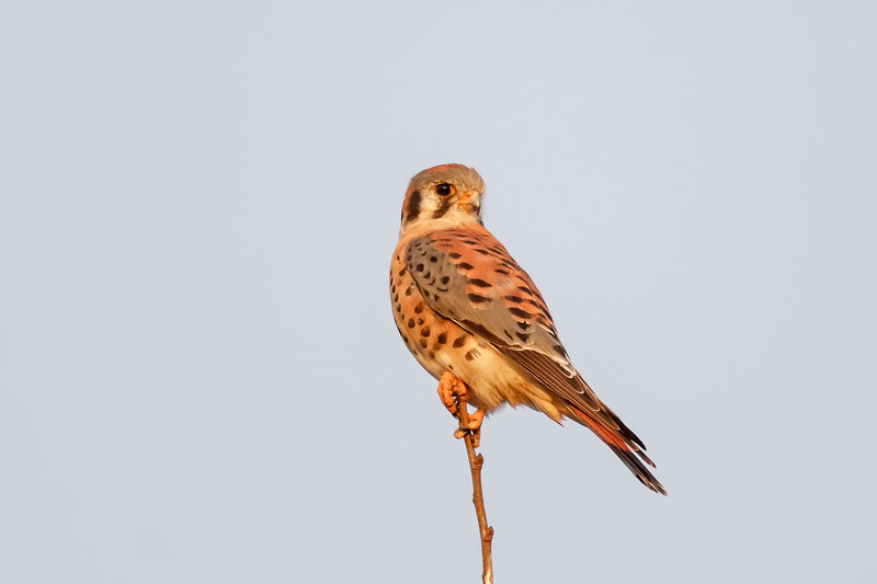 American Kestrel