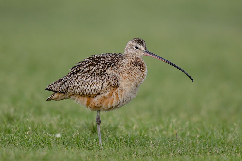 Long-billed Curlew