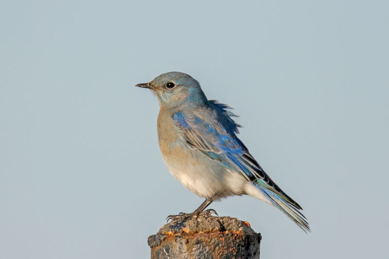 Mountain Bluebird
