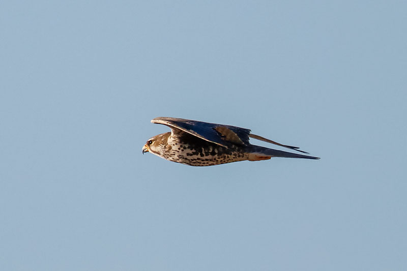 Prairie Falcon