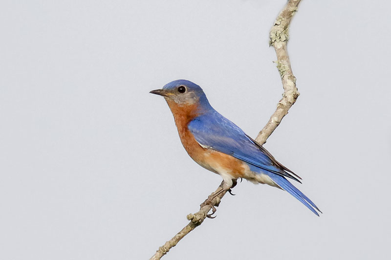 Eastern Bluebird