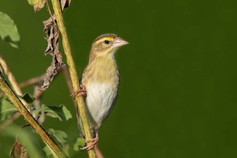 Northern Red/Orange Bishop