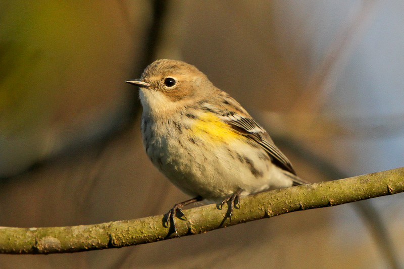 Yellow-rumped Warbler