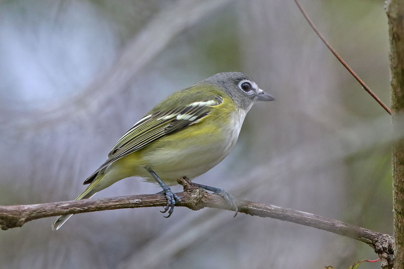 Blue-headed Vireo