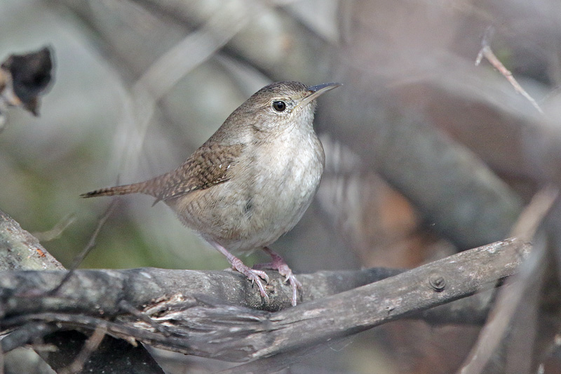 Northern House Wren