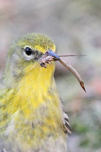 Pine Warbler