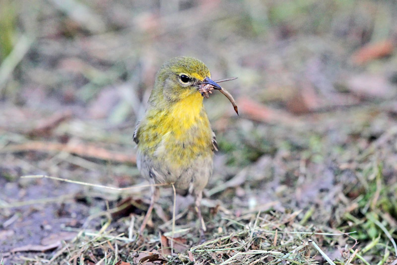 Pine Warbler