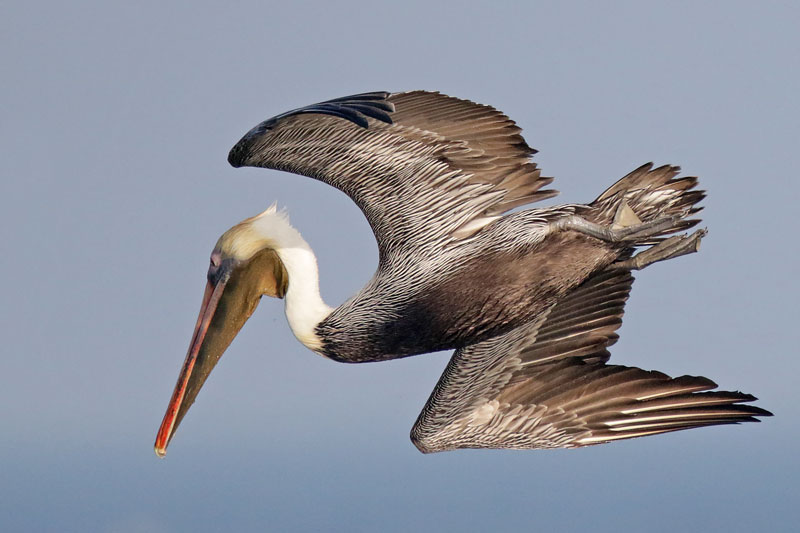 Brown Pelican