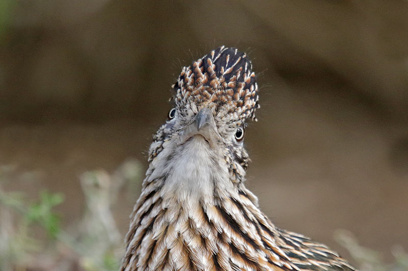 Greater Roadrunner