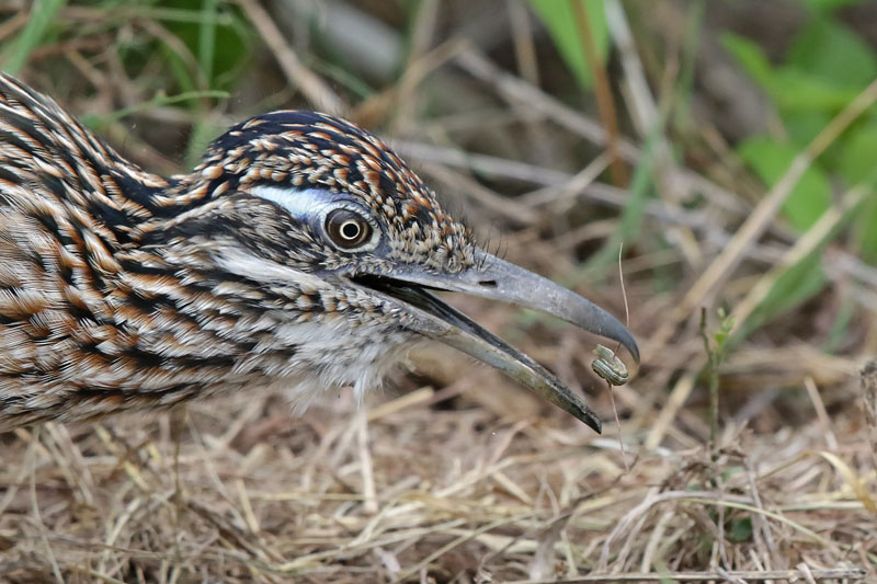 Greater Roadrunner