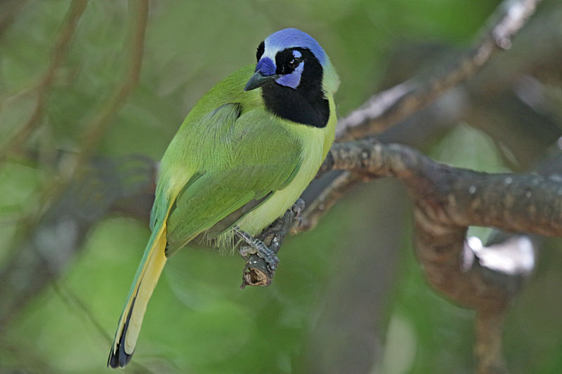 Green Jay