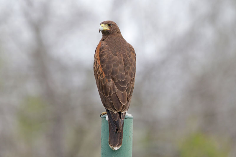 Harris's Hawk