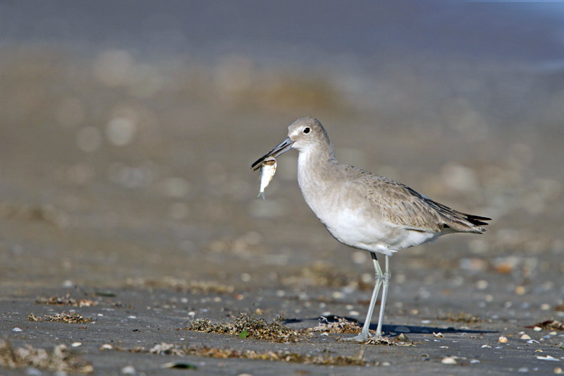Willet