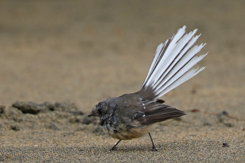 New Zealand Fantail