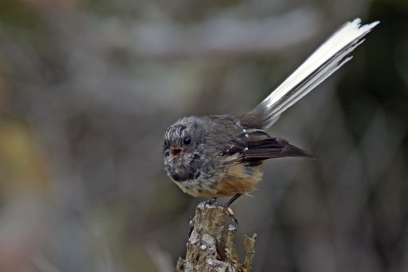 New Zealand Fantail