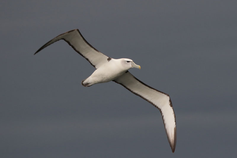 White-capped Albatross