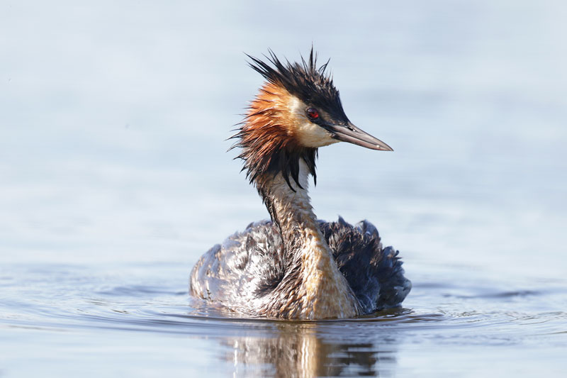 Australasian Crested Grebe