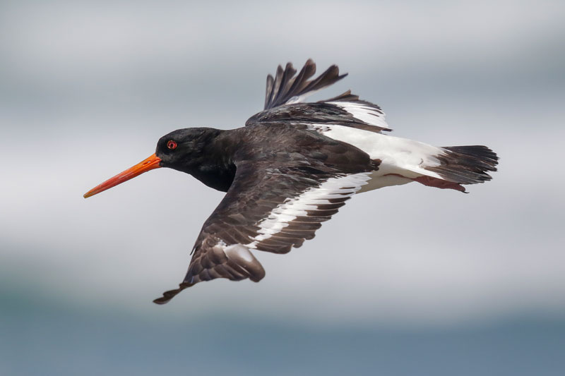 South Island Oystercatcher