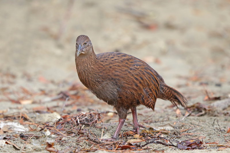 Weka