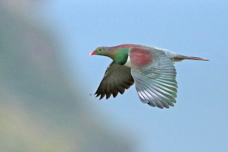 New Zealand Pigeon
