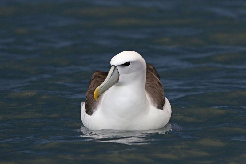 White-capped Albatross
