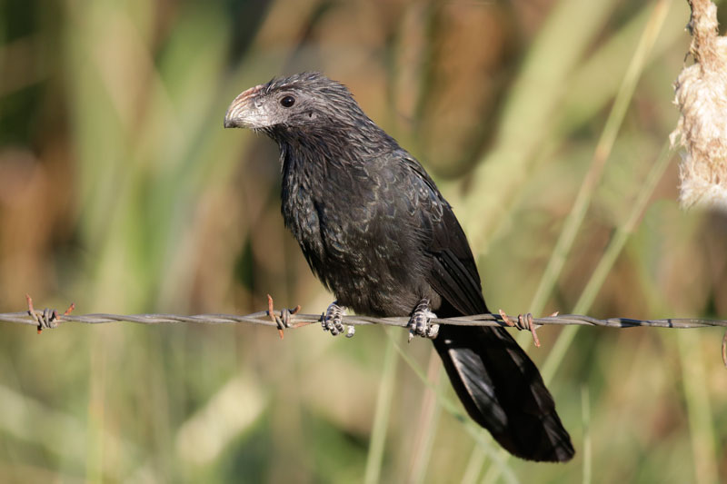 Groove-billed Ani