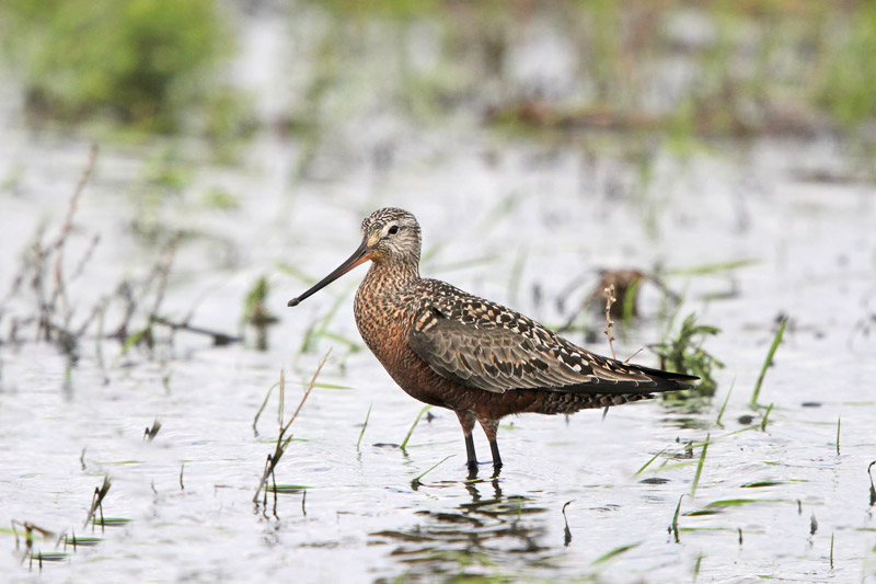 Hudsonian Godwit