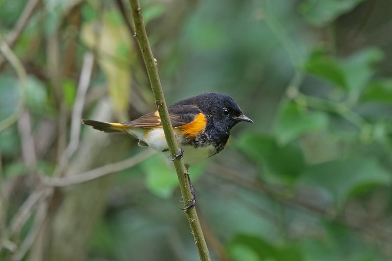 American Redstart