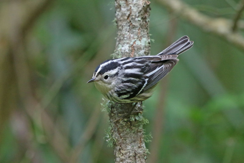 Black-and-White Warbler