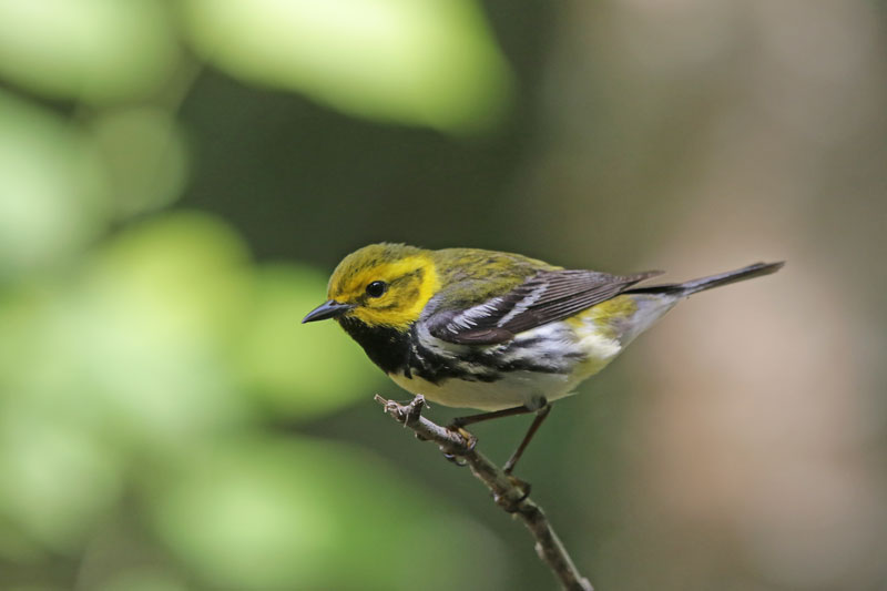 Black-throated Green Warbler