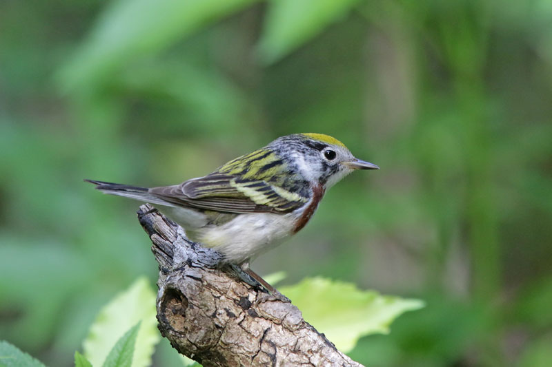 Chestnut-sided Warbler