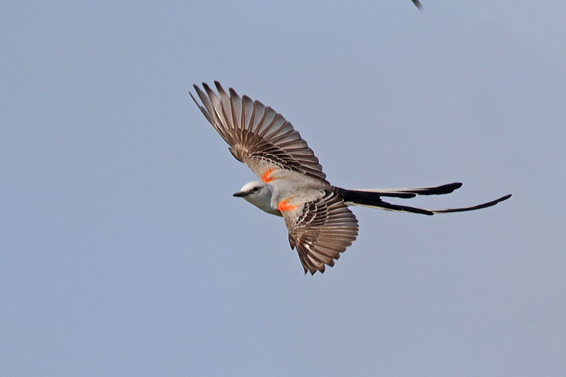 Scissor-tailed Flycather