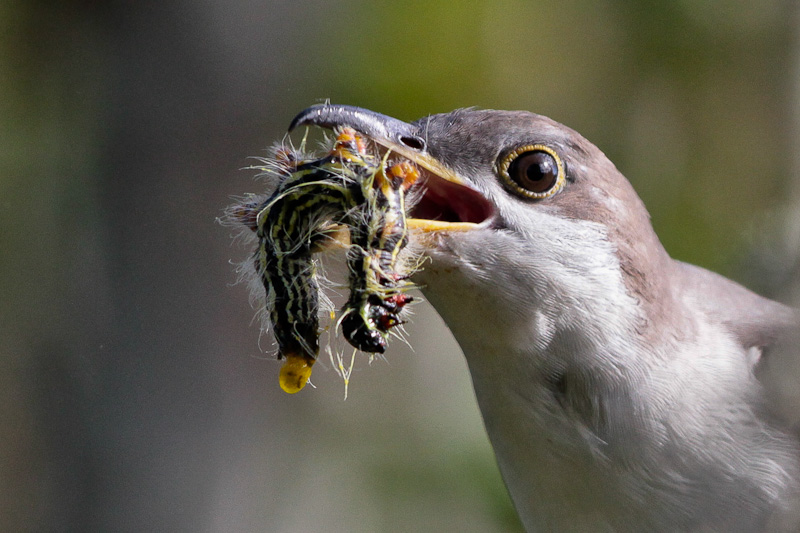 Yellow-billed Cuckoo