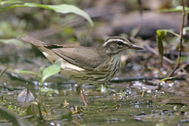 Louisiana Waterthrush