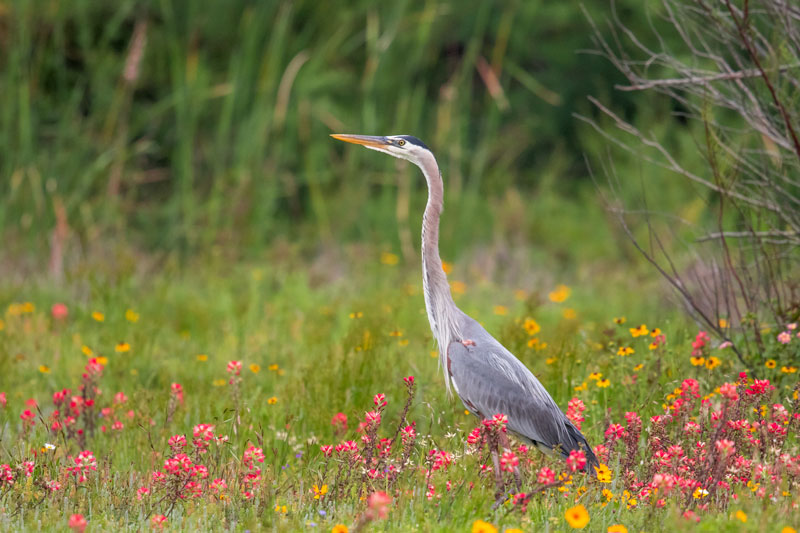 Great Blue Heron